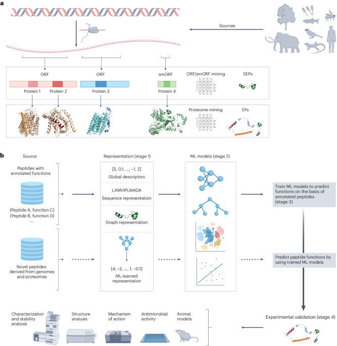 Tutorial: guidelines for the use of machine learning methods to mine genomes and proteomes for antibiotic discovery