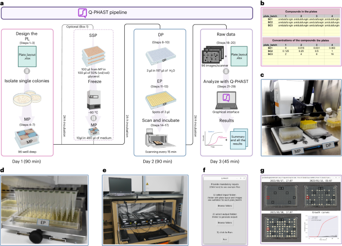 Simple large-scale quantitative phenotyping and antimicrobial susceptibility testing with Q-PHAST