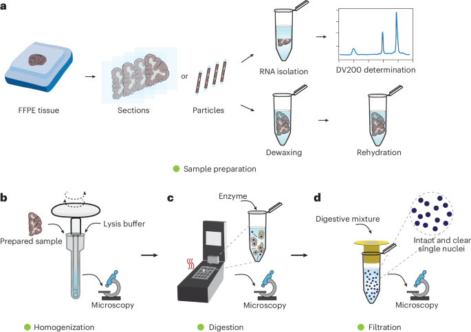 Single-nucleus total RNA sequencing of formalin-fixed paraffin-embedded samples using snRandom-seq