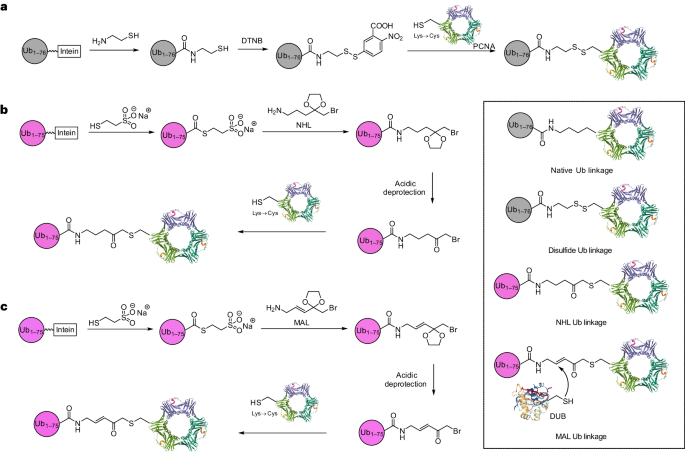 Thioether-mediated protein ubiquitination in constructing affinity- and activity-based ubiquitinated protein probes