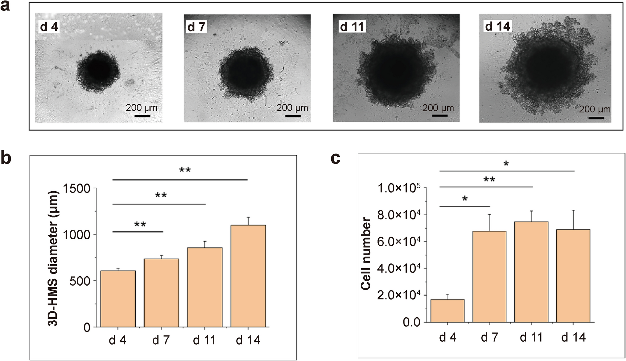 Lipid Visualization of 3D-hetero-type Multicellular Spheroids During the Spatiotemporal Progression of Pancreatic Cancer