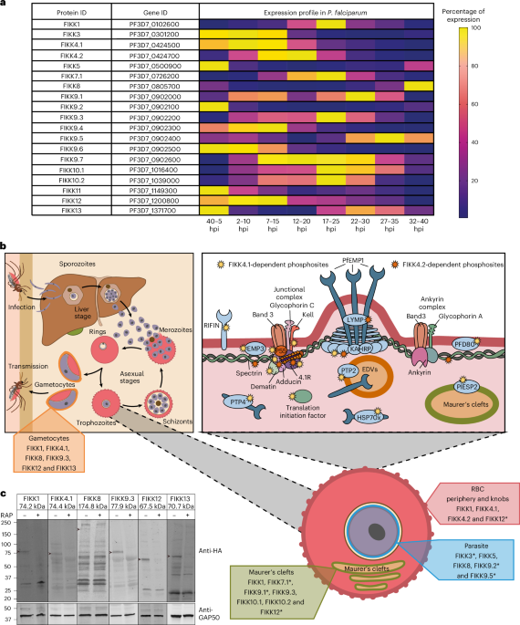The fast-evolving FIKK kinase family of Plasmodium falciparum can be inhibited by a single compound