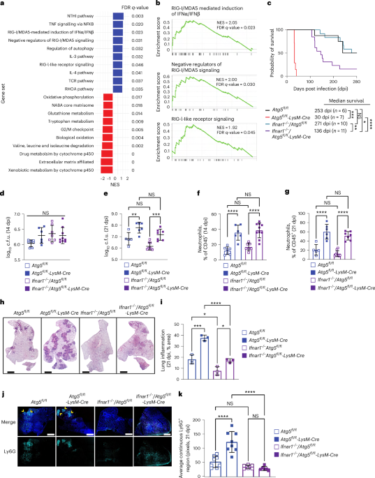 ATG5 suppresses type I IFN-dependent neutrophil effector functions during Mycobacterium tuberculosis infection in mice