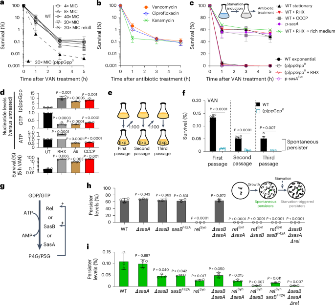 A shared alarmone–GTP switch controls persister formation in bacteria