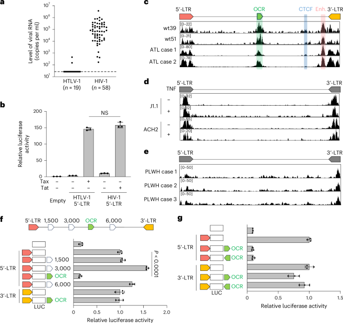 Intragenic viral silencer element regulates HTLV-1 latency via RUNX complex recruitment