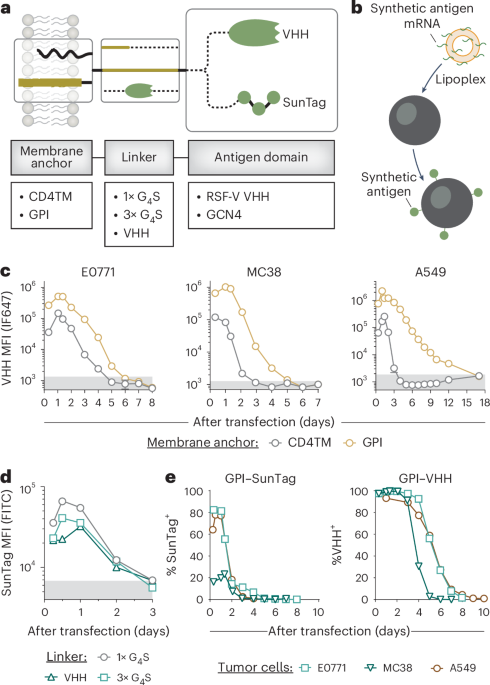 Sensitizing solid tumors to CAR-mediated cytotoxicity by lipid nanoparticle delivery of synthetic antigens