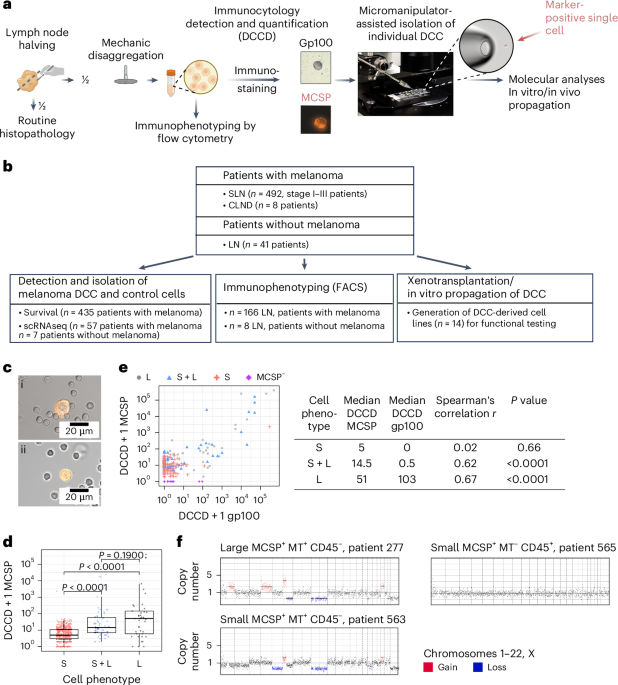 MCSP+ metastasis founder cells activate immunosuppression early in human melanoma metastatic colonization