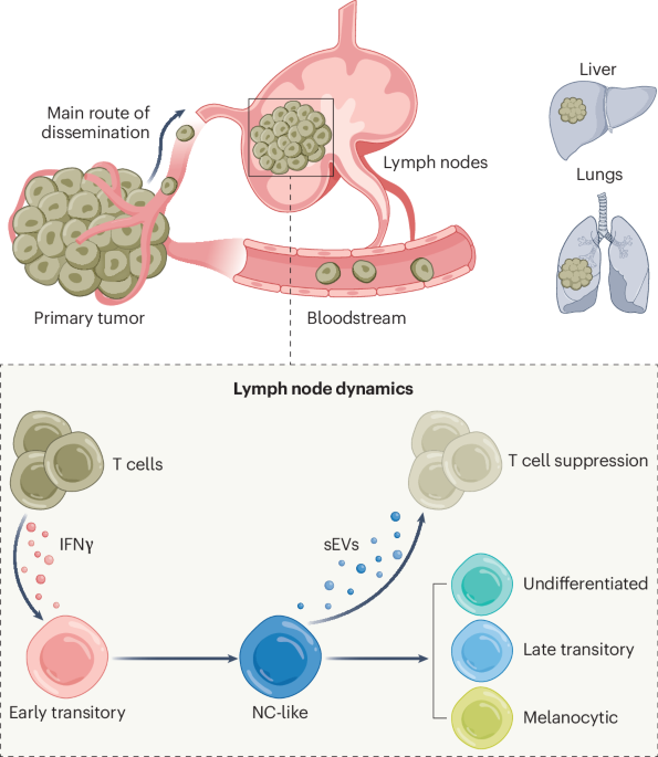 Fishing for melanoma metastasis-initiating cells in lymph nodes