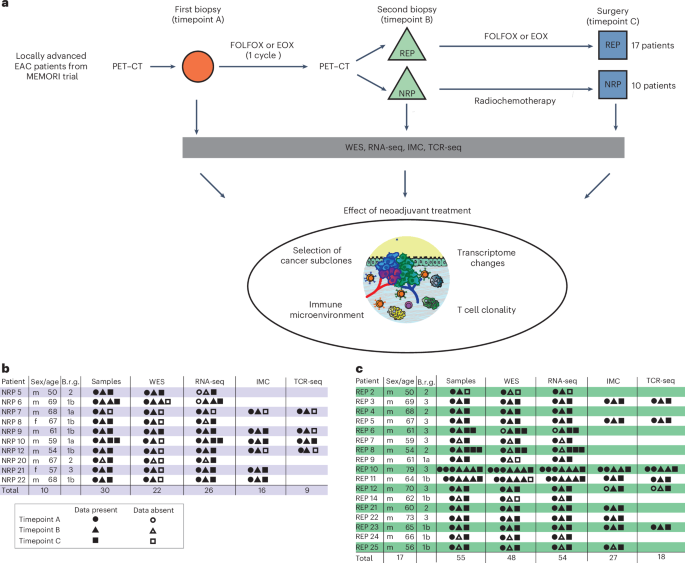 Evolutionary and immune microenvironment dynamics during neoadjuvant treatment of esophageal adenocarcinoma