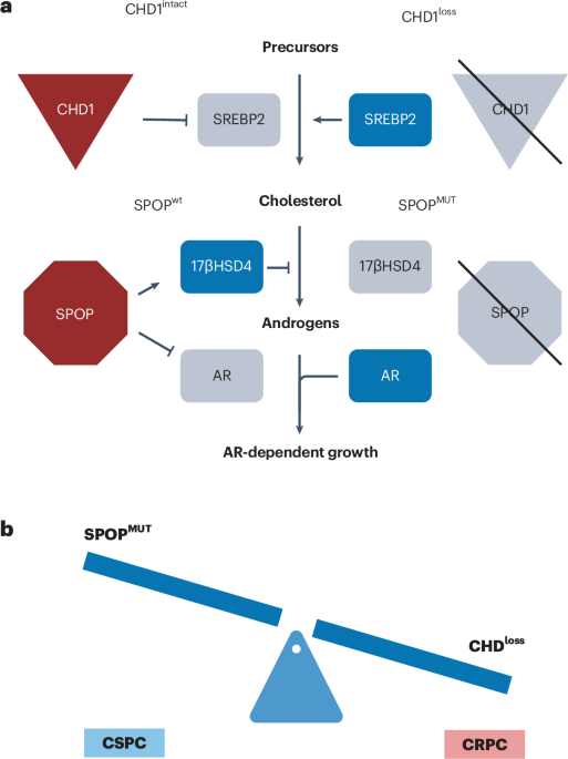 CHD1 status drives divergent metabolic pathways in SPOP-mutant prostate cancer