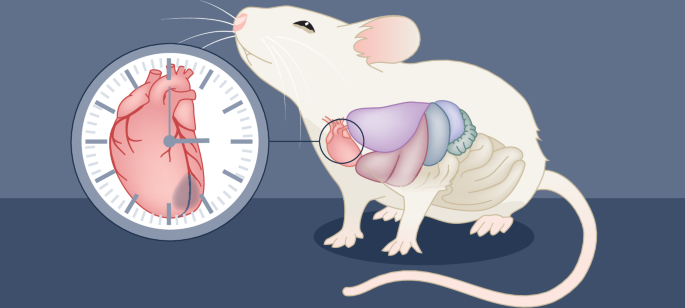 BMAL1 and HIF2α are key regulators of circadian-dependent variations in myocardial injury