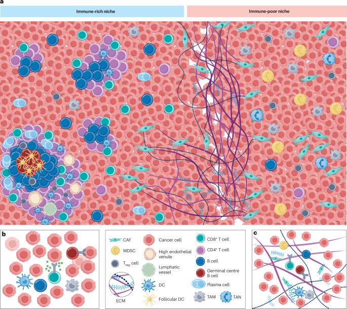 Tumour and microenvironment crosstalk in NSCLC progression and response to therapy