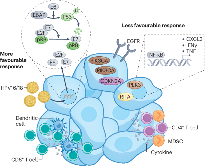 Emerging advances and future opportunities in the molecular and therapeutic landscape of anal cancer