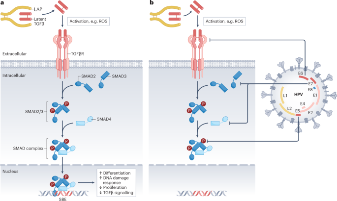 Revisiting the TGFβ paradox: insights from HPV-driven cancer and the DNA damage response