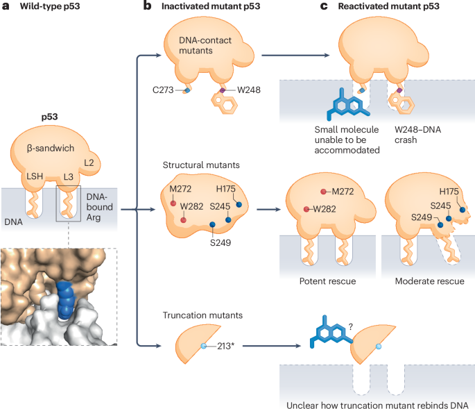 Heterogeneity of TP53 mutations necessitates differentiation with p53-rescue therapies