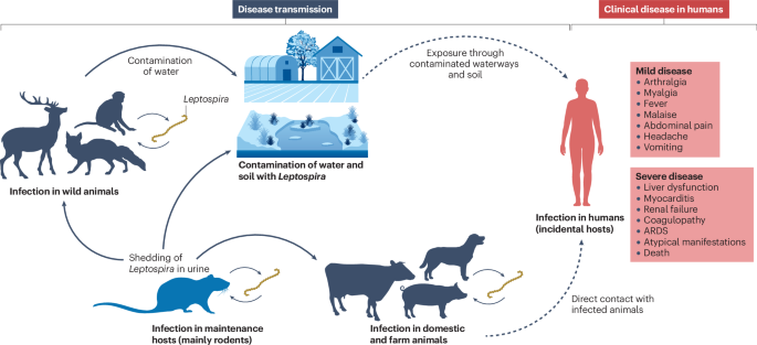 Leptospirosis