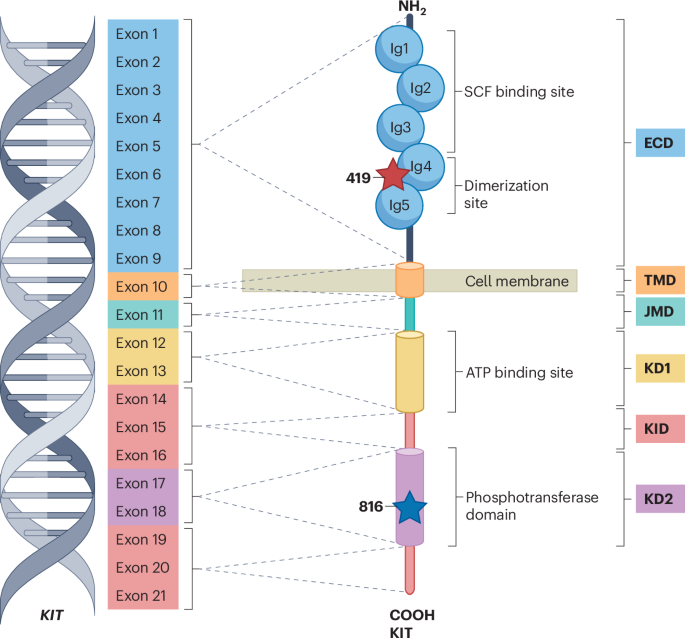 Mastocytosis