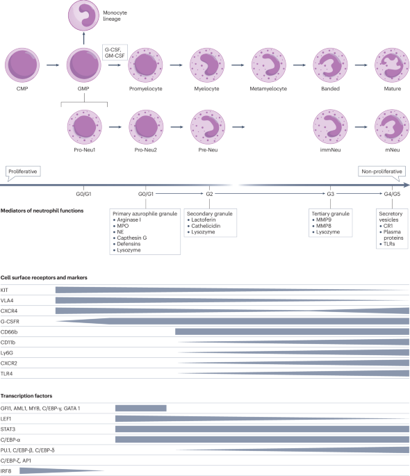 Targeting neutrophils for cancer therapy