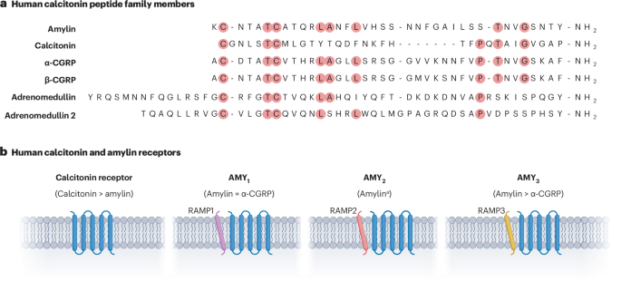 Amylin: emergent therapeutic opportunities in overweight, obesity and diabetes mellitus