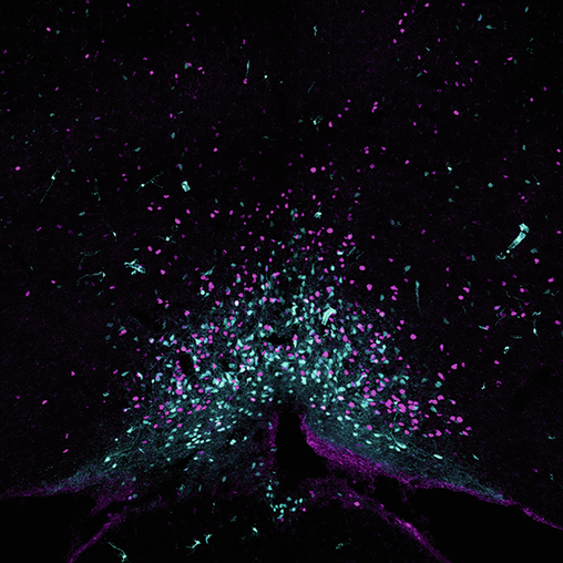 Prolactin regulates body temperature in pregnancy