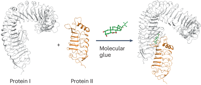 The role and structure of molecular glues in plant signalling networks