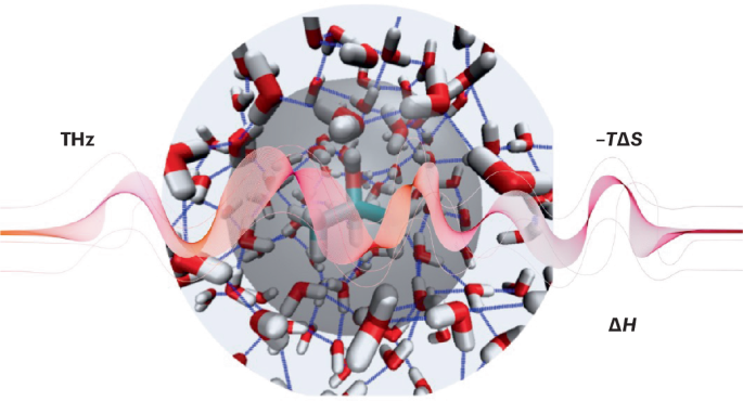 Terahertz calorimetry spotlights the role of water in biological processes