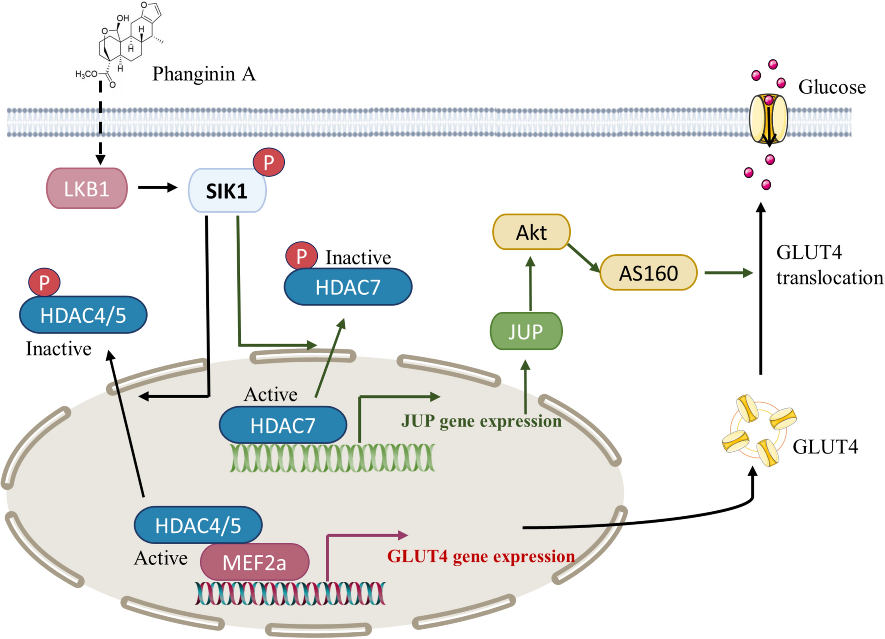 Activation of SIK1 by phanginin A regulates skeletal muscle glucose uptake by phosphorylating HADC4/5/7 and enhancing GLUT4 expression and translocation
