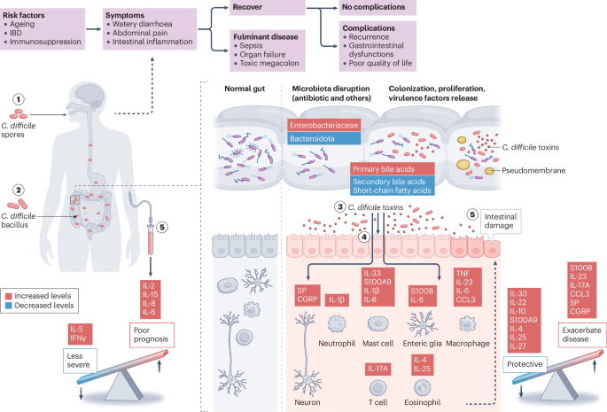The role of the enteric nervous system in the pathogenesis of Clostridioides difficile infection