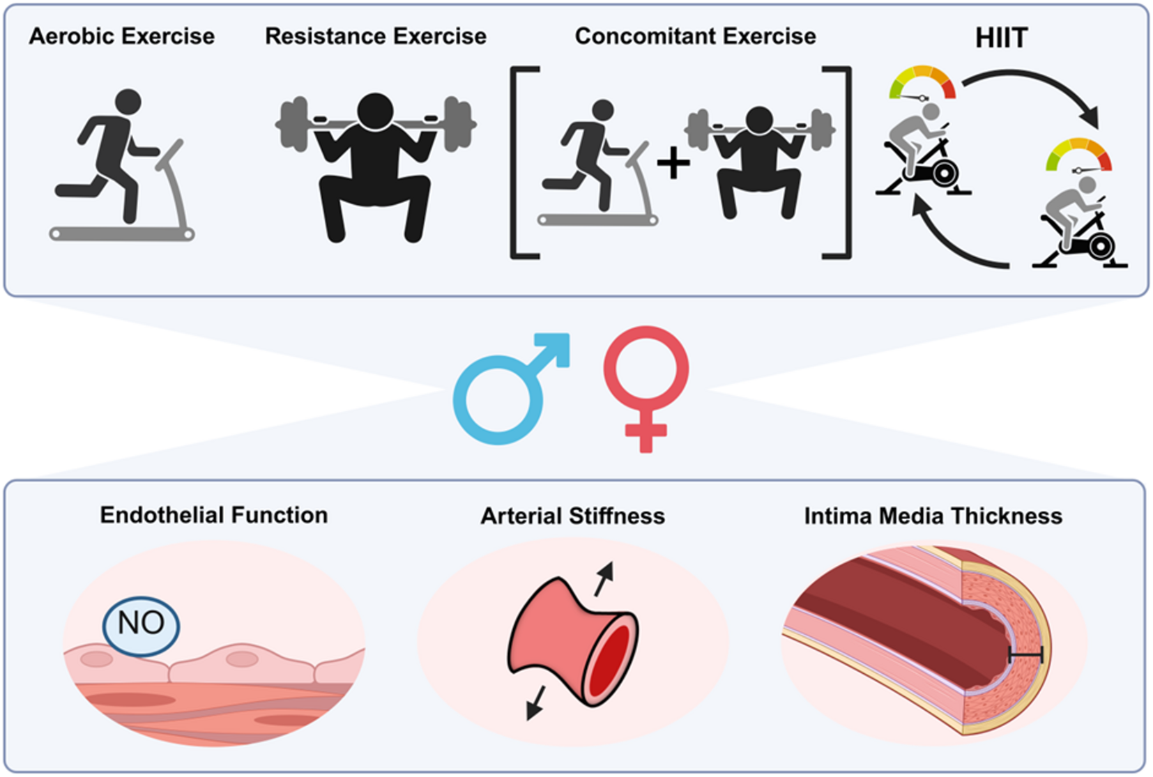 Arteries and Hearts in Motion: Sex Differences in Exercise-Mediated Protection Against Atherosclerotic Cardiovascular Disease Risk