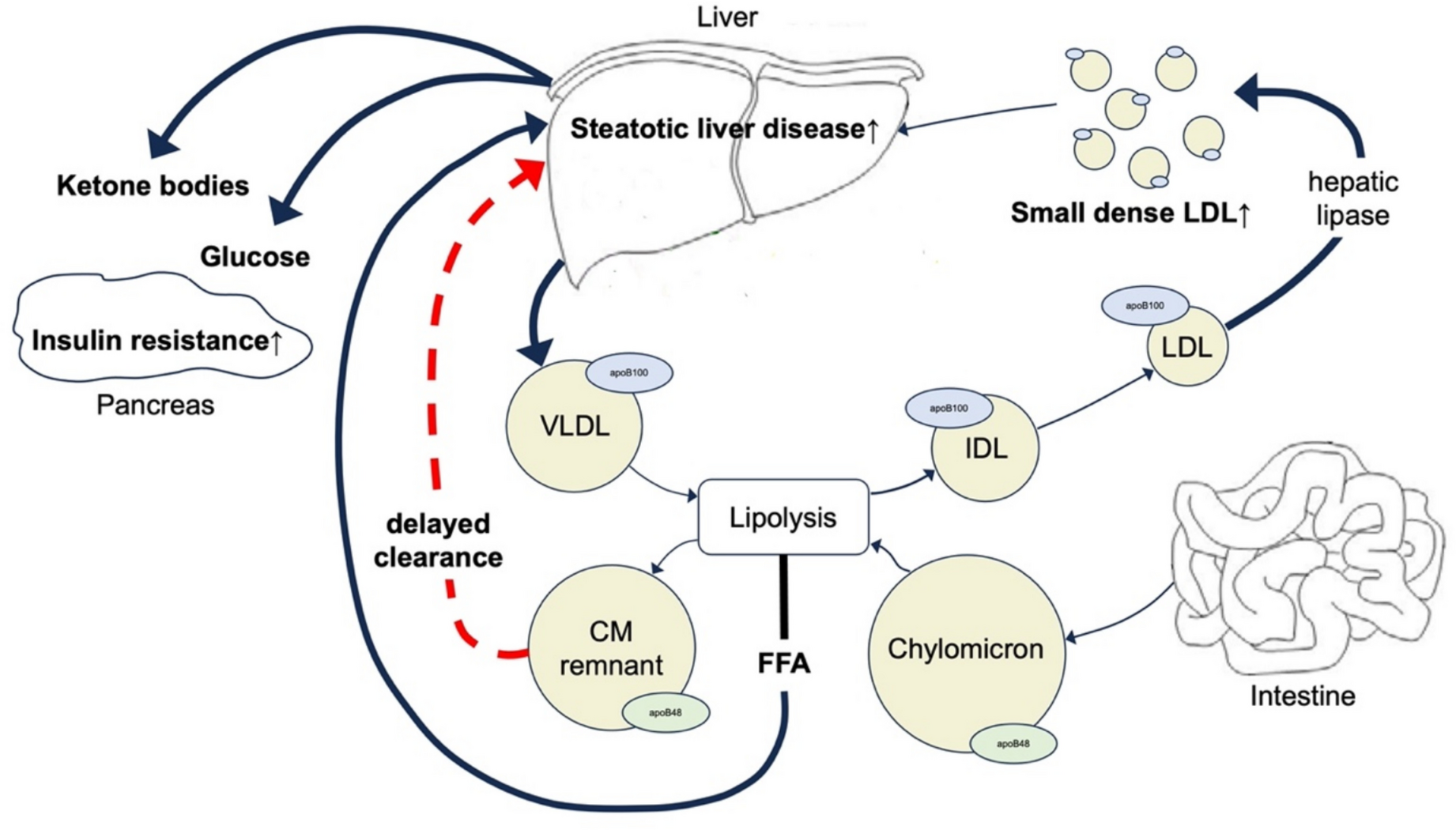 Familial Combined Hyperlipidemia: Myth or Reality?