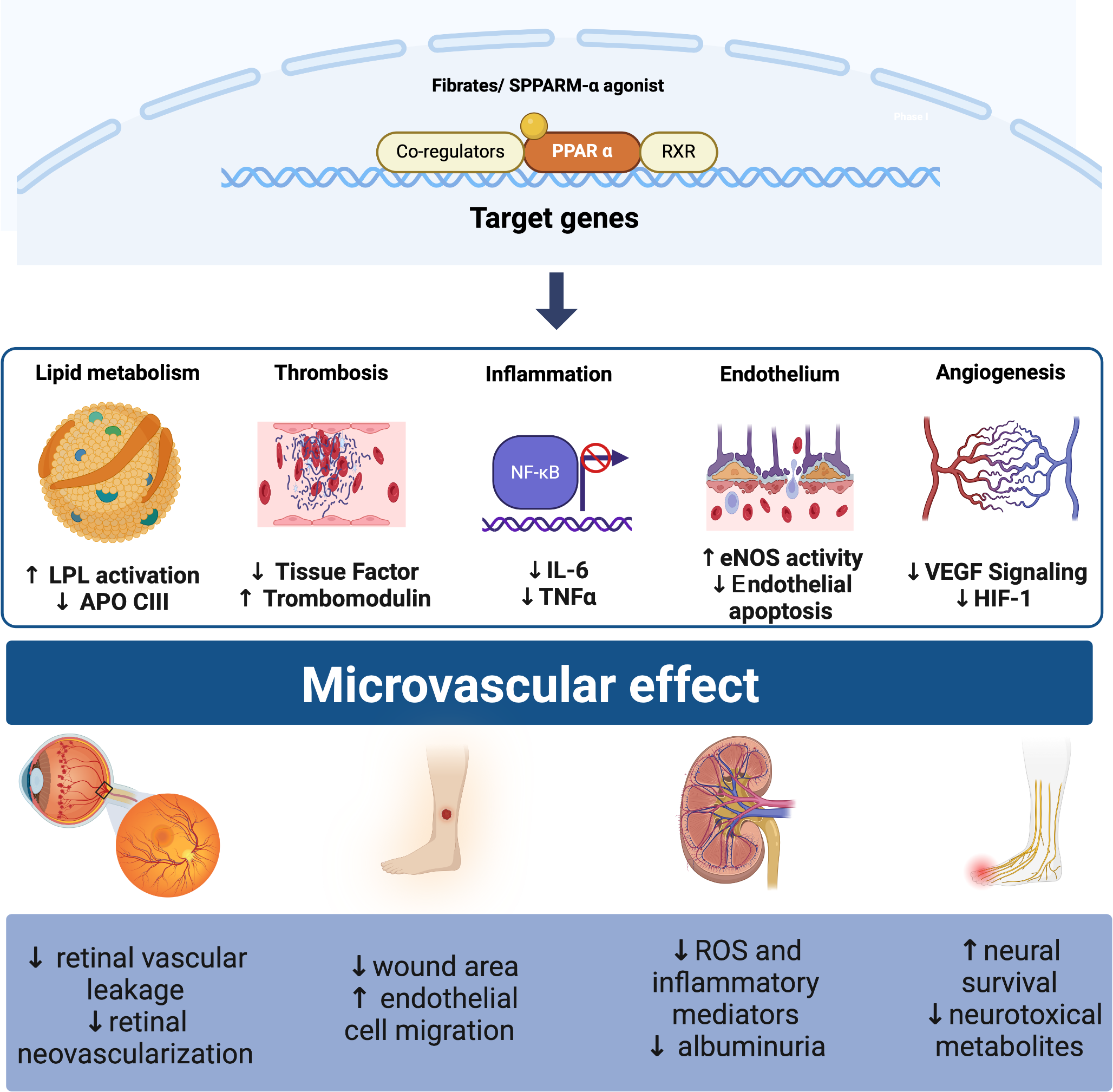 Impact of Selective Peroxisome Proliferator-Activated Receptor (PPAR)-α Modulators and Fibrates on Microvascular Disease: Is There Still Room?