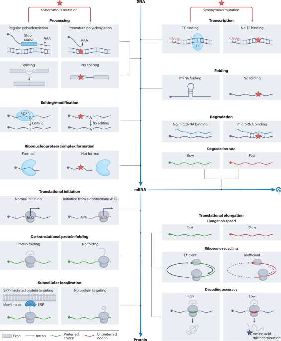 Functional synonymous mutations and their evolutionary consequences