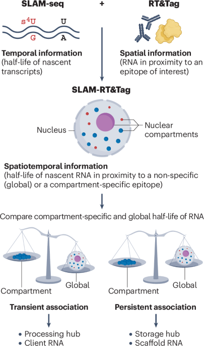 SLAM-RT&Tag: spatiotemporal profiling of RNA within nuclear compartments in situ