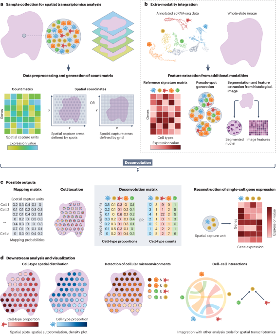 Cell-type deconvolution methods for spatial transcriptomics