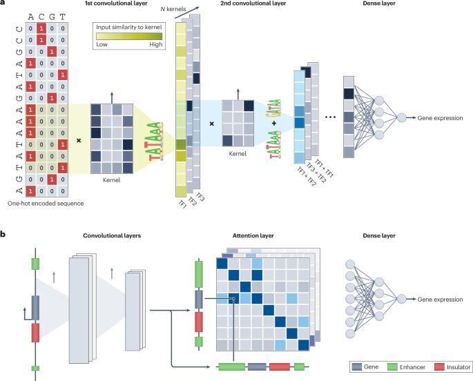 Predicting gene expression from DNA sequence using deep learning models