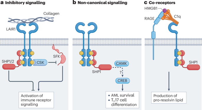 Inhibitory pattern recognition receptors: lessons from LAIR1