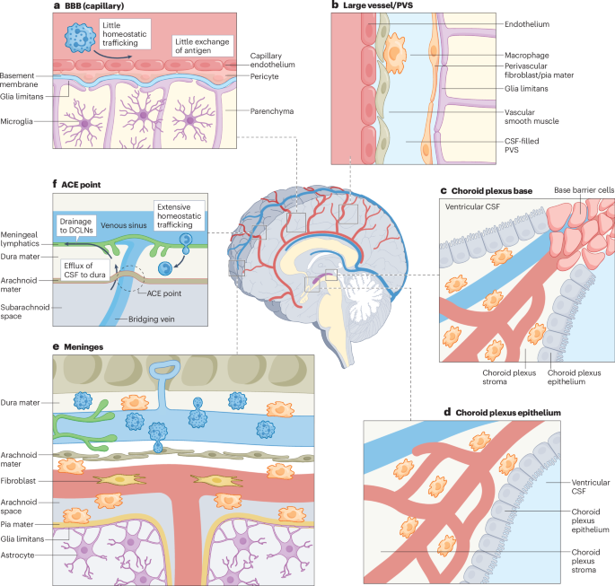 Redefining CNS immune privilege