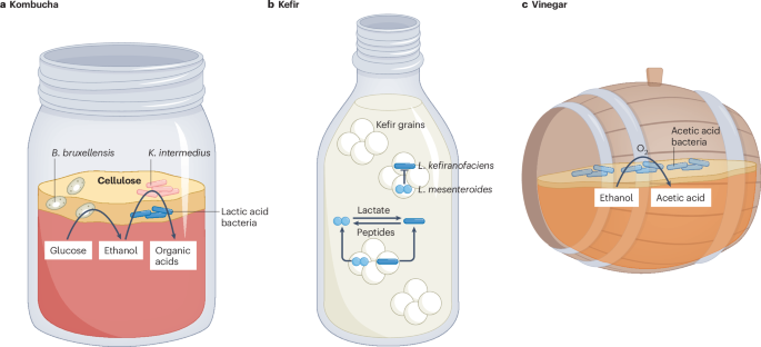 Microbial interactions and ecology in fermented food ecosystems