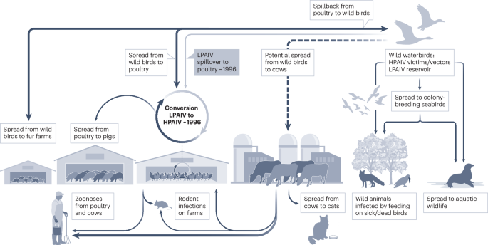 Evolution, spread and impact of highly pathogenic H5 avian influenza A viruses