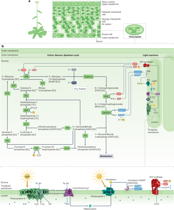 Structure, regulation and assembly of the photosynthetic electron transport chain