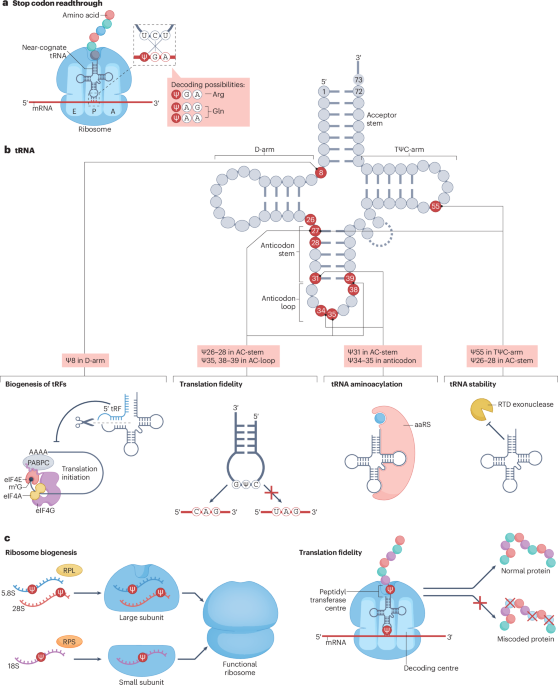 Functions and therapeutic applications of pseudouridylation