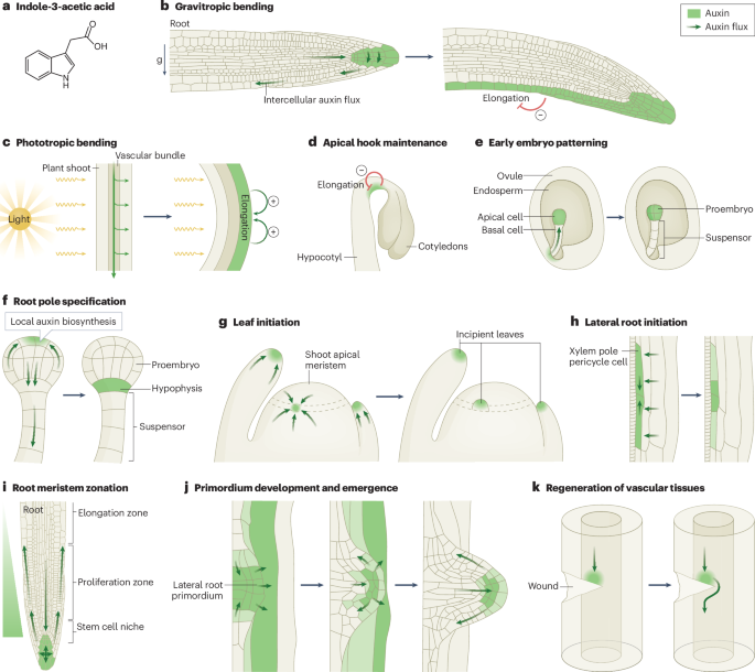 Mechanisms of auxin action in plant growth and development