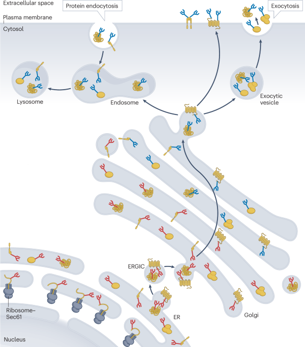 N-glycan-dependent protein maturation and quality control in the ER
