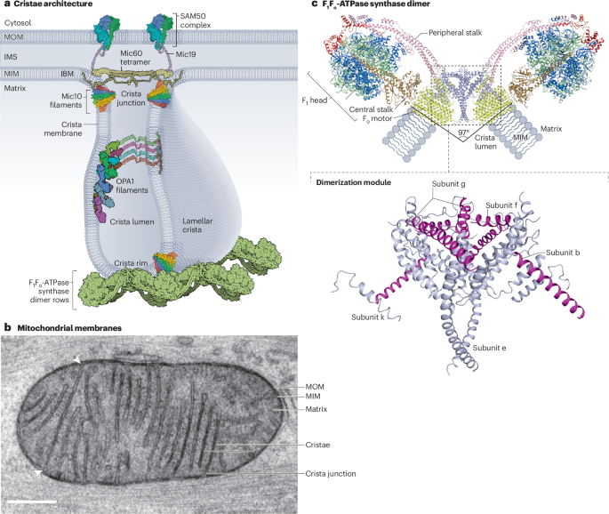Molecular machineries shaping the mitochondrial inner membrane