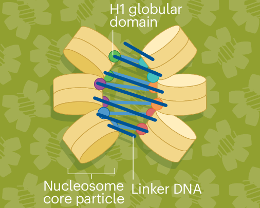 Histone H1 deamidation regulates DNA double-strand break repair