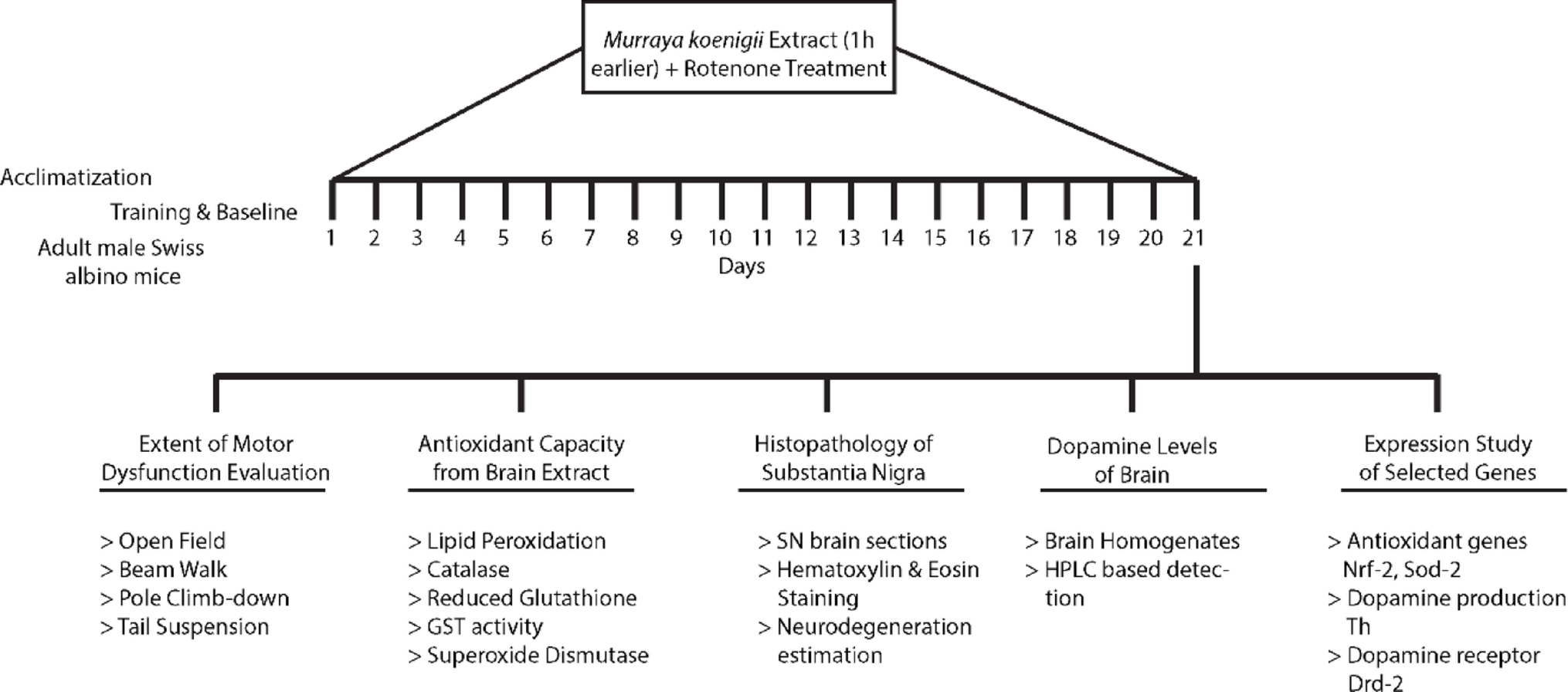 Exploring the therapeutic potential of : a comprehensive study on the neuroprotective effects against rotenone-induced Parkinson’s disease in mice