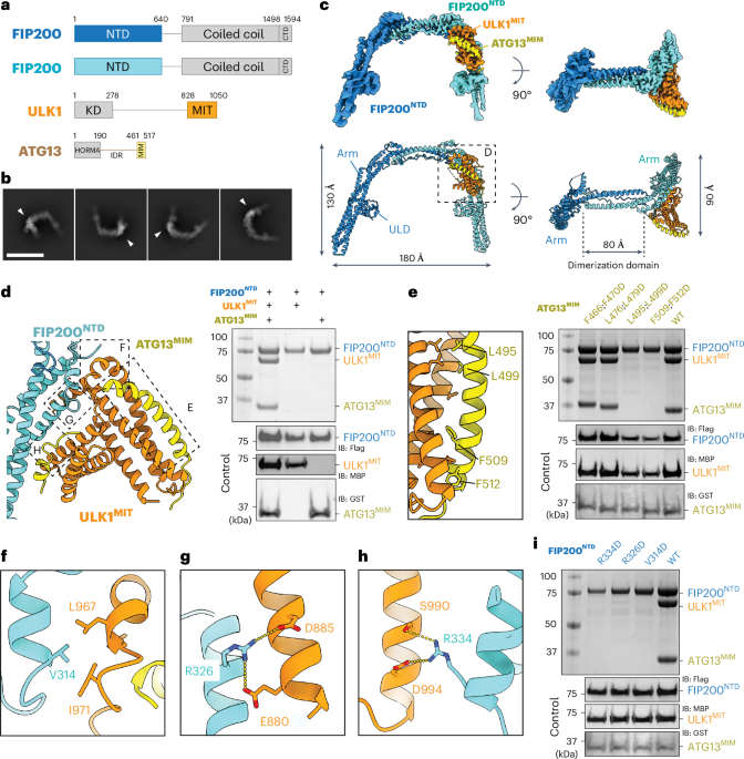 Structure and activation of the human autophagy-initiating ULK1C:PI3KC3-C1 supercomplex