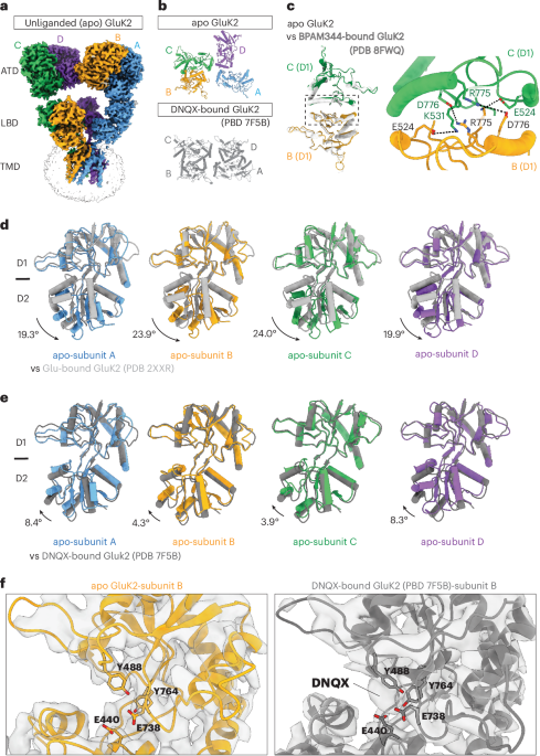 Structural basis of GluK2 kainate receptor activation by a partial agonist