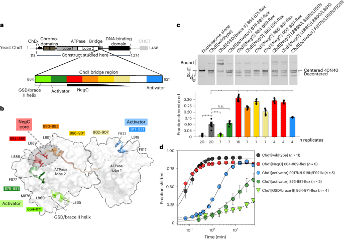 A competitive regulatory mechanism of the Chd1 remodeler is integral to distorting nucleosomal DNA