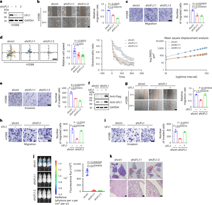 Akt-phosphorylated UFL1 UFMylates ArpC4 to promote metastasis